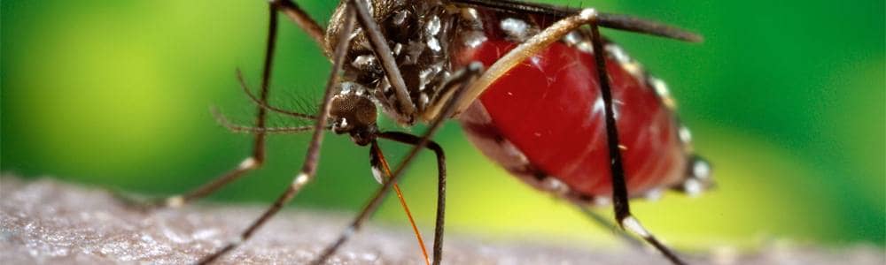 Dengue