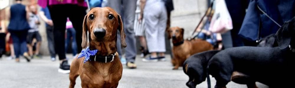 Sausage Walk