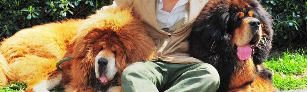 I cani disturbano e il tribunale stabilisce che vengano recise le corde vocali
