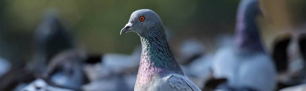piccione