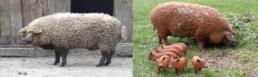 Mangalica
