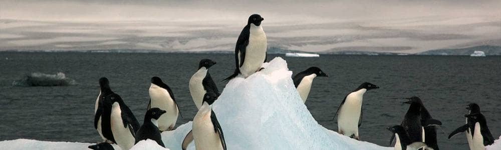 pinguini