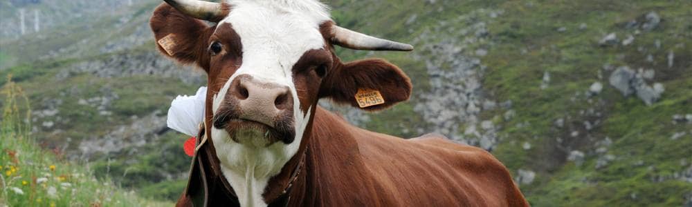abusato sessualmente di una mucca