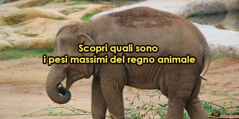 Quali sono gli animali più pesanti del mondo?