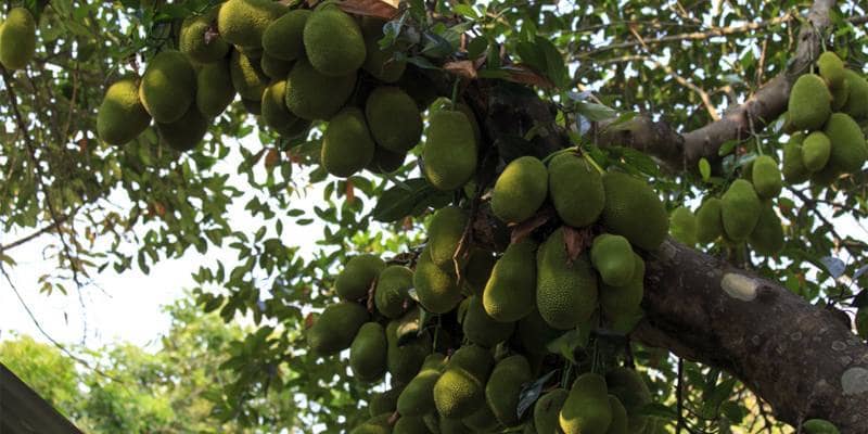 L’albero del pane sarà il cibo del futuro