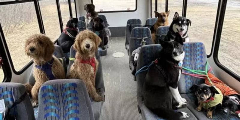 In Alaska esiste anche l'autobus per cani