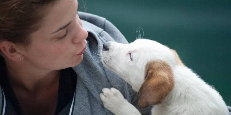 Perché i cani ci leccano il viso?