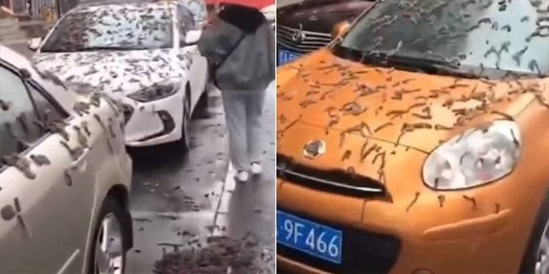 In Cina sono caduti vermi dal cielo, ma non è come pensi