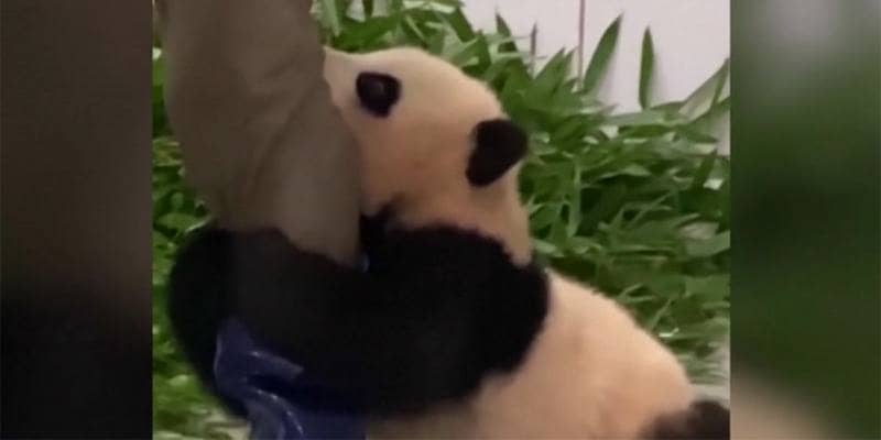 Il baby panda non vuole lasciare la gamba del custode