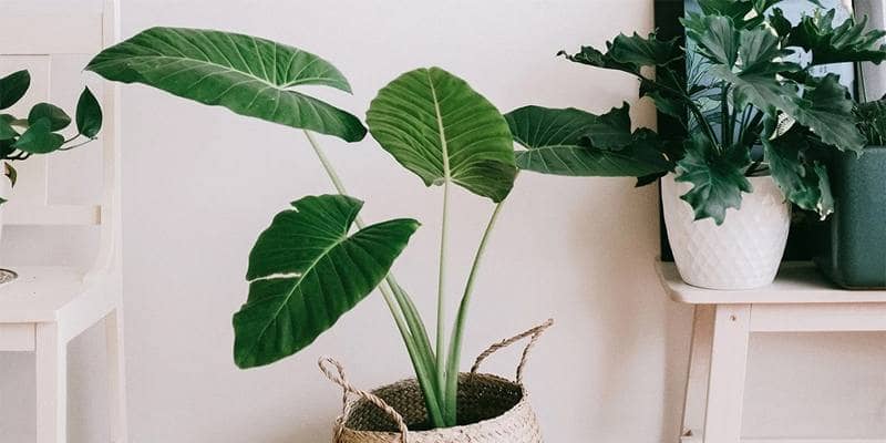 Le piante possono assorbire quasi tutti i fumi cancerogeni da una stanza