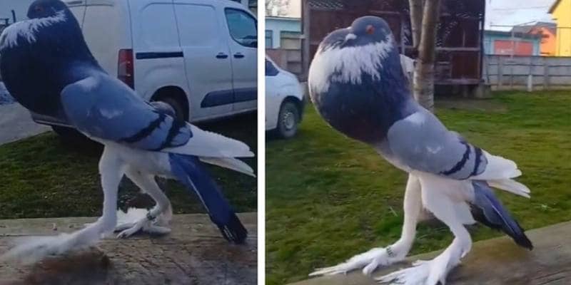 Il piccione inglese Pouter