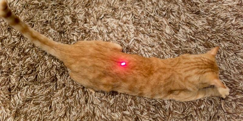 Usa il mirino laser per giocare con il gatto e spara accidentalmente a un amico