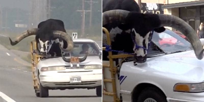 L'uomo che guida con un toro in macchina