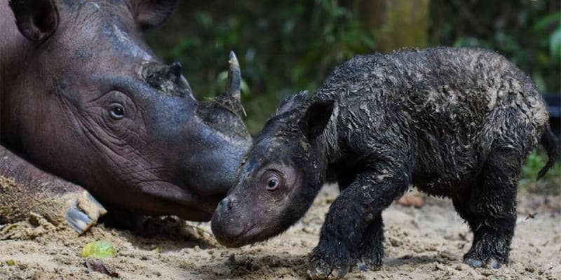 E' nato un rarissimo rinoceronte di Sumatra nato in Indonesia