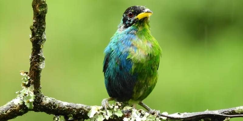 L'uccello metà maschio e metà femmina trovato in Colombia