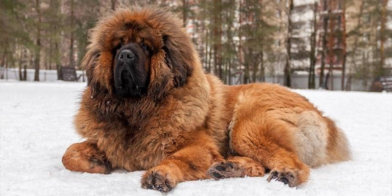 Le razze di cani più costose al mondo