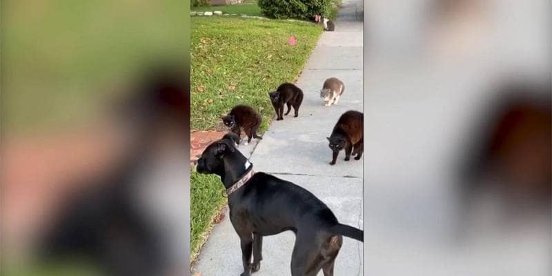 Il cane va a passeggio e incontra una banda di gatti