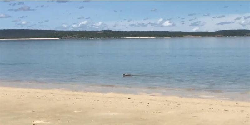 Dall'acqua esce un animale