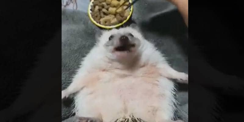 Dare da mangiare a questo riccio è un'esperienza unica