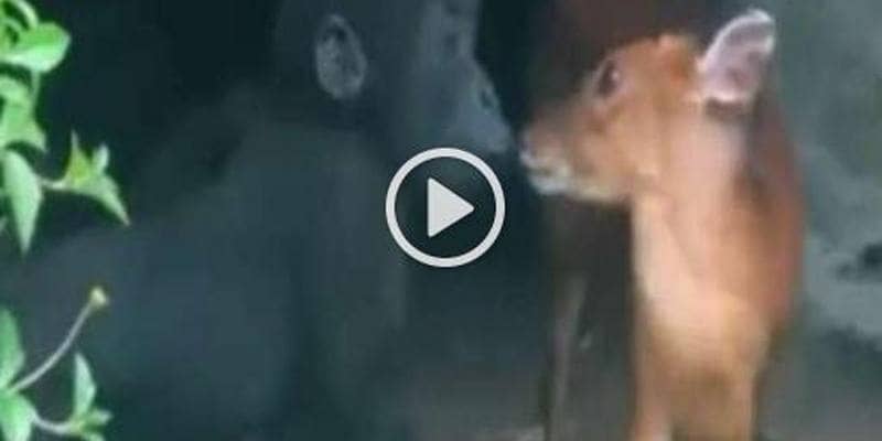 Un cucciolo di gorilla incontra per la prima volta un cucciolo di antilope