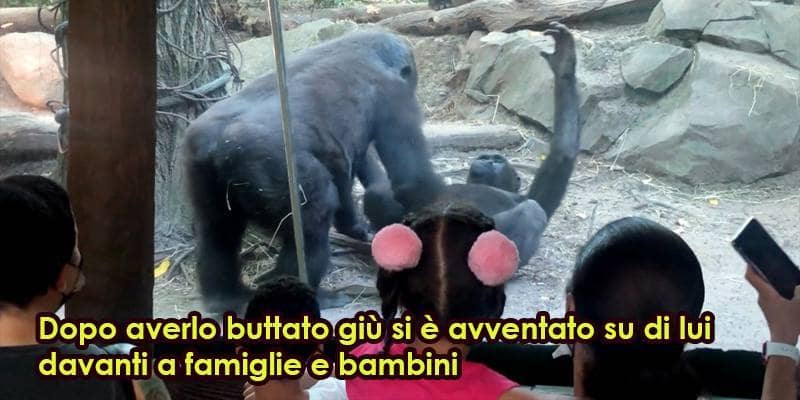 Allo zoo di New York un gorilla fa sesso orale al suo compagno