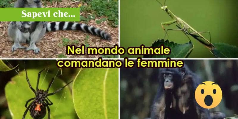 Nel mondo animale comandano le femmine