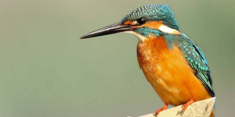 Favola: L’uccellino sopra il pino