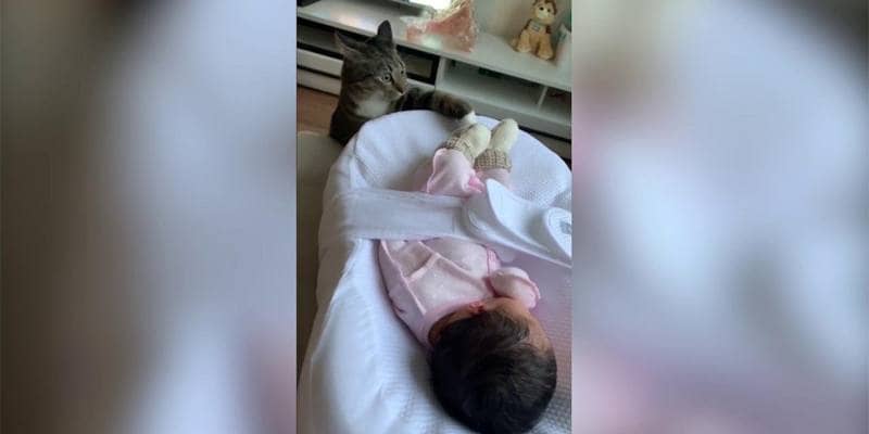 Il gatto vede il bambino appena nato per la prima volta