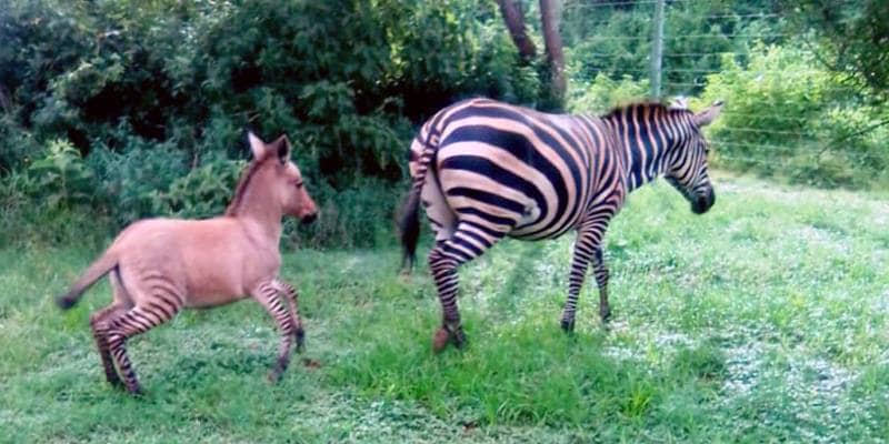Zonkey, il cucciolo incrocio tra una zebra e un asino