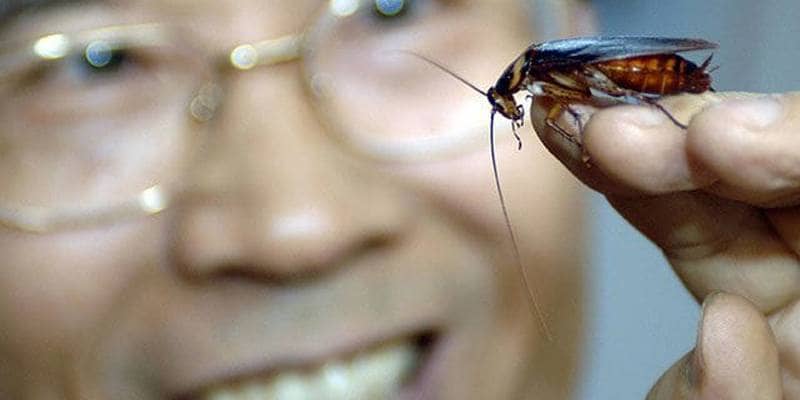 Kangfuxin, il farmaco a base di 
