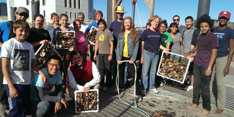 Billion Oyster Project