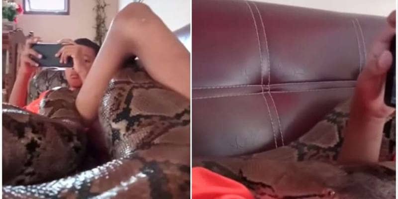 C'è chi può permettersi un anaconda come animale domestico
