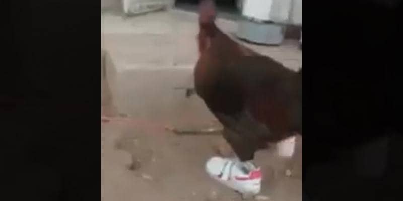 E se le galline avessero le scarpe?