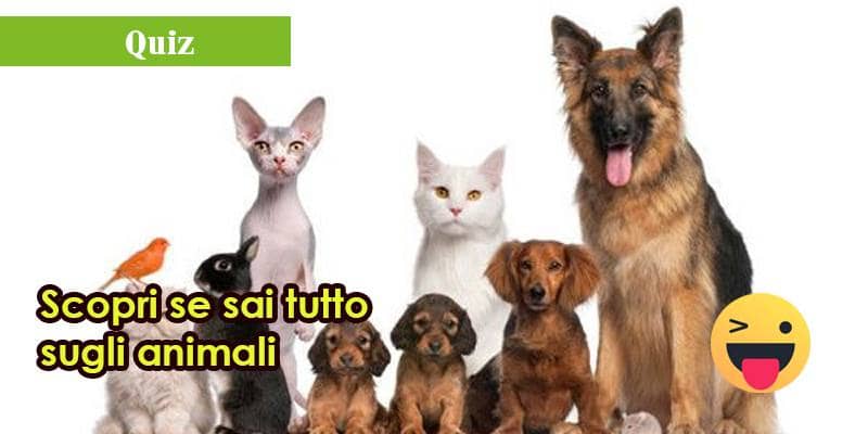 Cosa sono le vibrisse?
