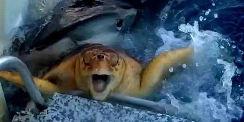 Squalo tigre prova a divorare una tartaruga marina