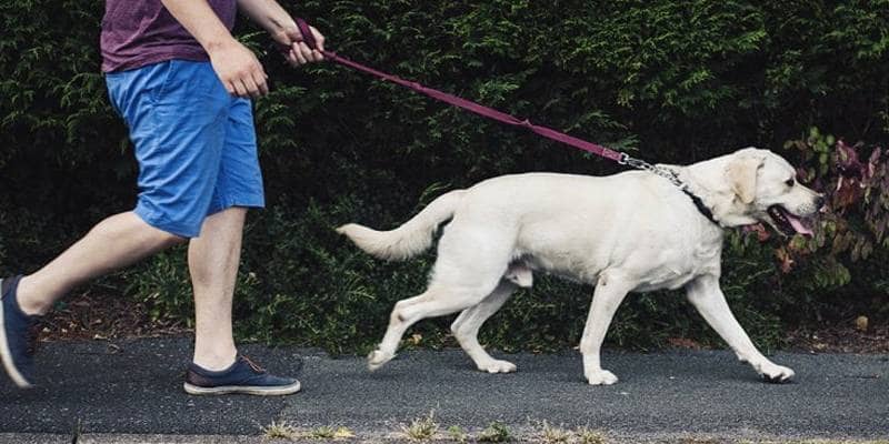 Passeggiare con il cane al guinzaglio è più pericoloso di quanto si pensi