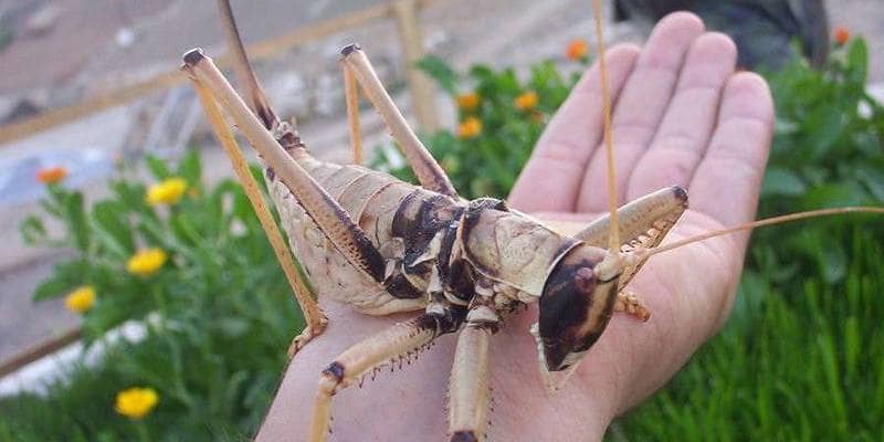 L'invasione delle locuste che sta distruggendo l'agricoltura