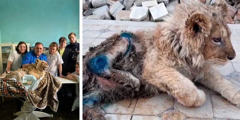Simba, il cucciolo di leone a cui hanno rotto le zampe