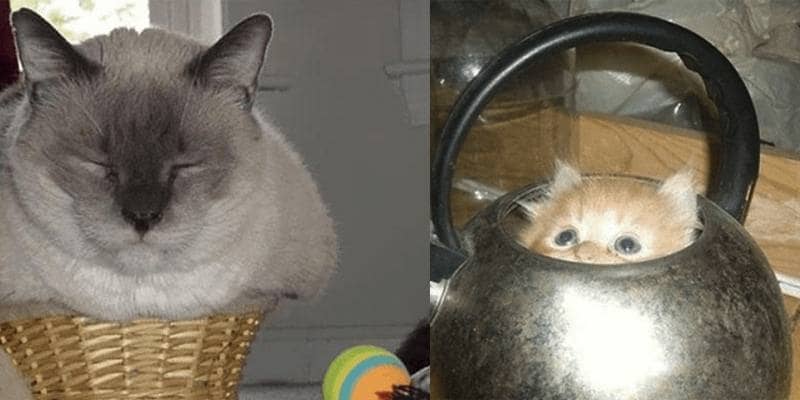 gatti