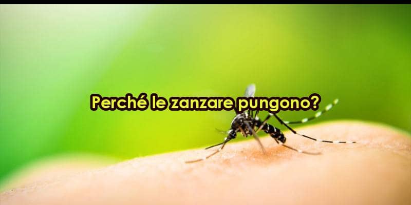 Perché le zanzare pungono?