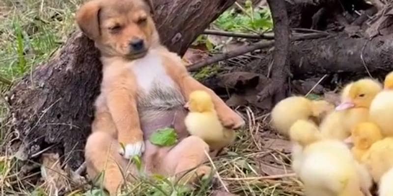 Il cucciolo di cane si addormenta accanto agli anatroccoli