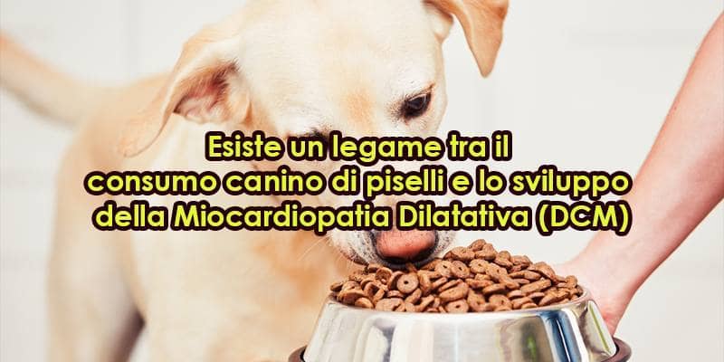 Quali sono i cibi da non dare assolutamente al tuo cane