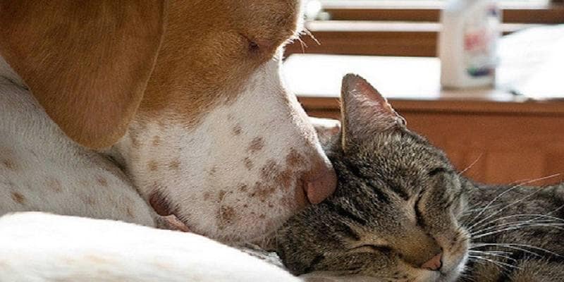 Perché uomini e cani sono attratti gli uni dagli altri