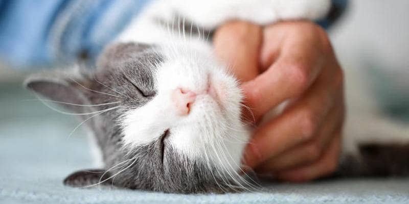 Perché il gatto fa le fusa?
