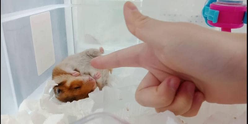 Finge di sparare al criceto e lui reagisce da grande attore