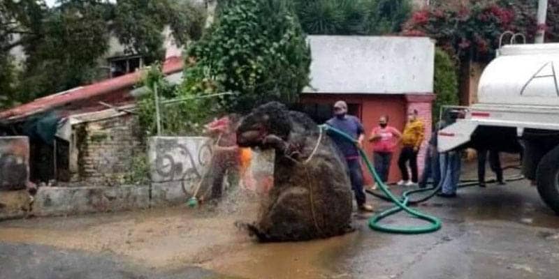 Il ratto gigante sbucato dalle fogne dopo il temporale