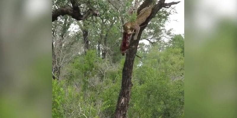 Leopardo si arrampica sull'albero, ma nessuno immagina cosa nasconde