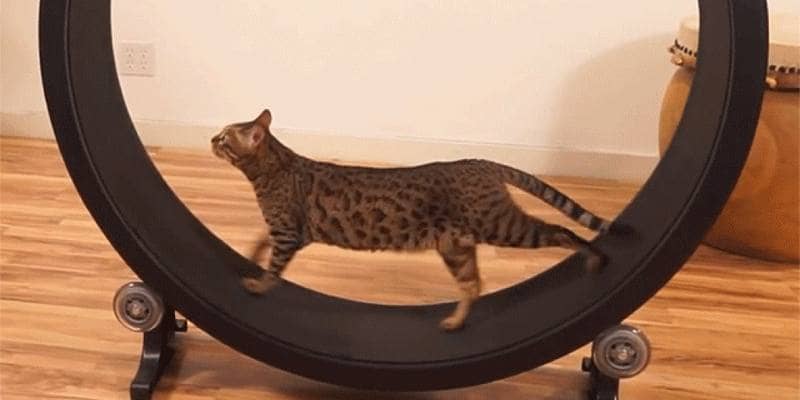 tapis roulant