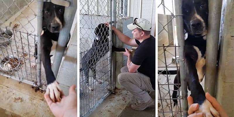 Speck, il cane che tiene la mano di ogni persona che passa davanti alla gabbia