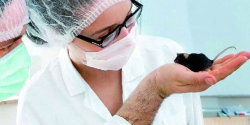 Epatite E che colpisce i topi: il virus che sta facendo il salto di specie